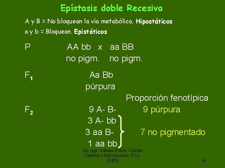 Epístasis doble Recesiva A y B = No bloquean la vía metabólica. Hipostáticos a