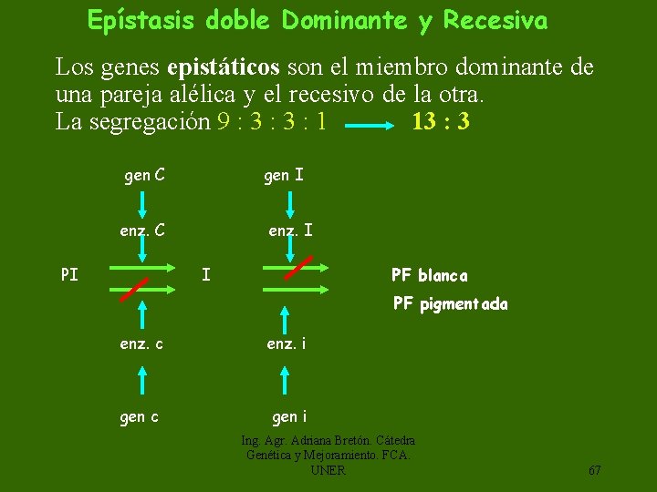 Epístasis doble Dominante y Recesiva Los genes epistáticos son el miembro dominante de una