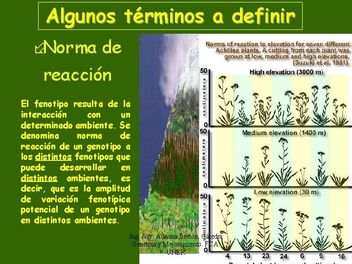 Algunos términos a definir ÷Norma de reacción El fenotipo resulta de la interacción con