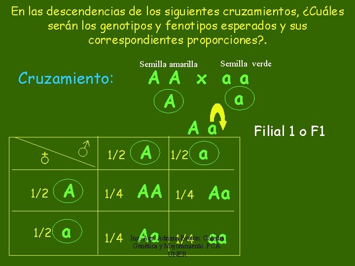 En las descendencias de los siguientes cruzamientos, ¿Cuáles serán los genotipos y fenotipos esperados