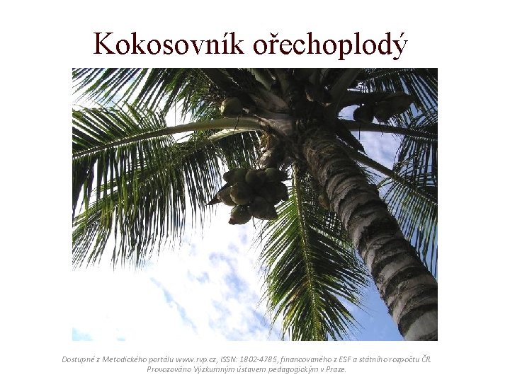 Kokosovník ořechoplodý Dostupné z Metodického portálu www. rvp. cz, ISSN: 1802 -4785, financovaného z