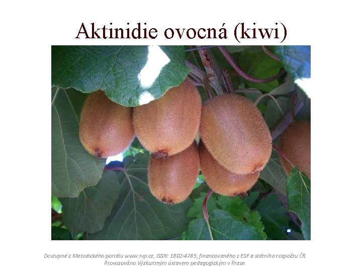 Aktinidie ovocná (kiwi) Dostupné z Metodického portálu www. rvp. cz, ISSN: 1802 -4785, financovaného Aktinidie ovocná (kiwi) Dostupné z Metodického portálu www. rvp. cz, ISSN: 1802 -4785, financovaného