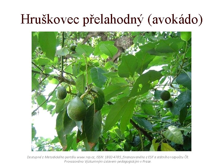 Hruškovec přelahodný (avokádo) Dostupné z Metodického portálu www. rvp. cz, ISSN: 1802 -4785, financovaného