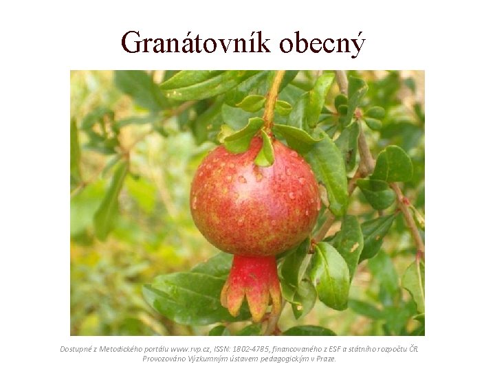 Granátovník obecný Dostupné z Metodického portálu www. rvp. cz, ISSN: 1802 -4785, financovaného z