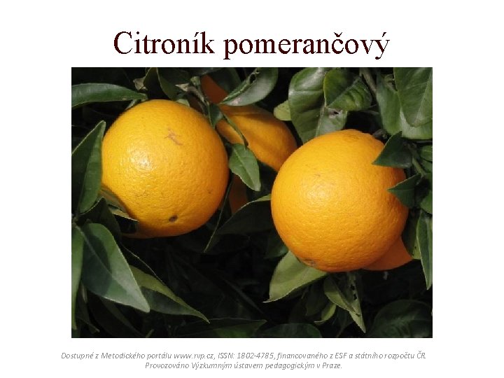 Citroník pomerančový Dostupné z Metodického portálu www. rvp. cz, ISSN: 1802 -4785, financovaného z