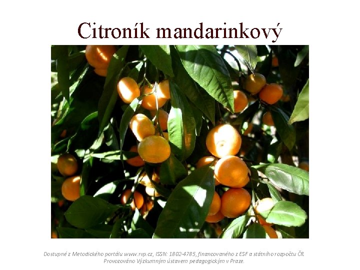 Citroník mandarinkový Dostupné z Metodického portálu www. rvp. cz, ISSN: 1802 -4785, financovaného z