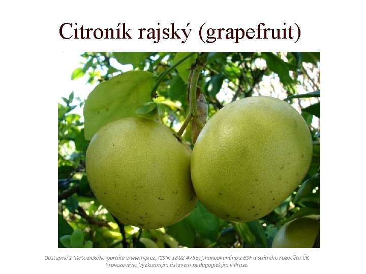 Citroník rajský (grapefruit) Dostupné z Metodického portálu www. rvp. cz, ISSN: 1802 -4785, financovaného