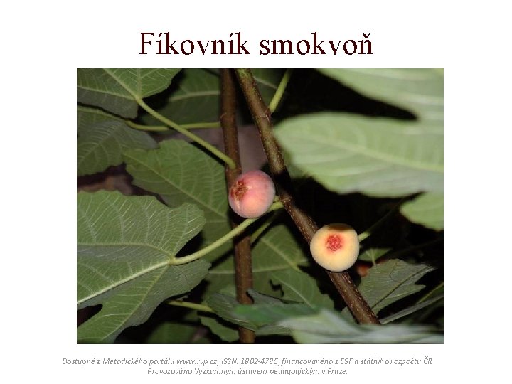 Fíkovník smokvoň Dostupné z Metodického portálu www. rvp. cz, ISSN: 1802 -4785, financovaného z Fíkovník smokvoň Dostupné z Metodického portálu www. rvp. cz, ISSN: 1802 -4785, financovaného z