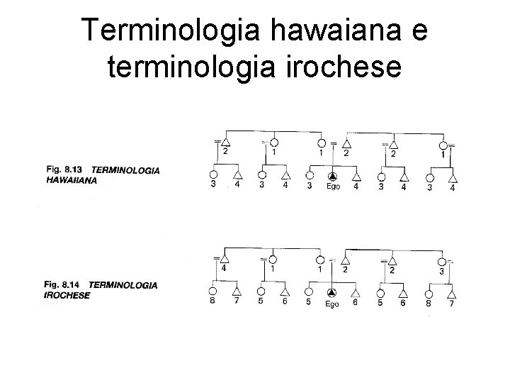 Terminologia hawaiana e terminologia irochese 