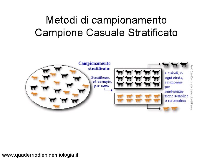 Metodi di campionamento Campione Casuale Stratificato www. quadernodiepidemiologia. it 