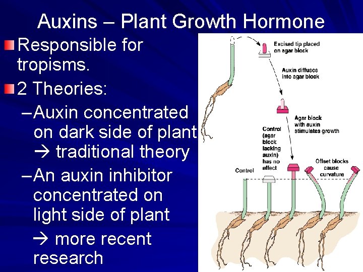 Chapter 39 Plant Communication Plants and their Environments