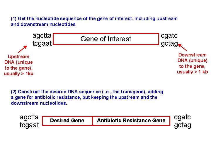 (1) Get the nucleotide sequence of the gene of interest. Including upstream and downstream