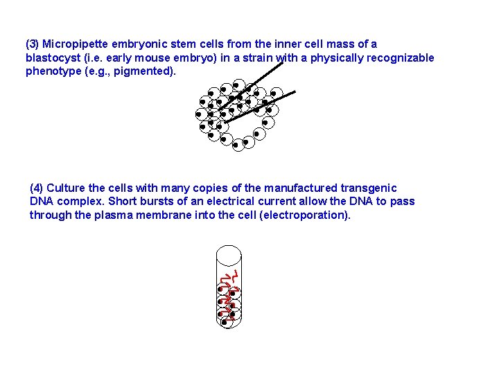 (3) Micropipette embryonic stem cells from the inner cell mass of a blastocyst (i.