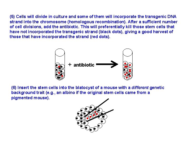 (5) Cells will divide in culture and some of them will incorporate the transgenic