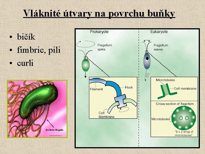 Vláknité útvary na povrchu buňky • bičík • fimbrie, pili • curli 