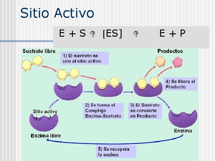 Sitio Activo E + S ES] E + P 