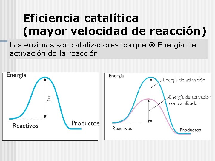 Eficiencia catalítica (mayor velocidad de reacción) Las enzimas son catalizadores porque Energía de activación