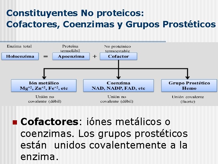 Constituyentes No proteicos: Cofactores, Coenzimas y Grupos Prostéticos n Cofactores: iónes metálicos o coenzimas.