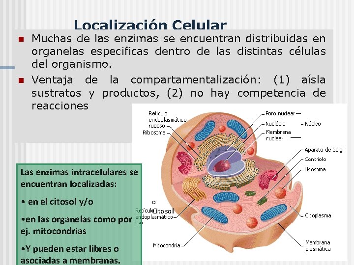 Localización Celular n n Muchas de las enzimas se encuentran distribuidas en organelas especificas