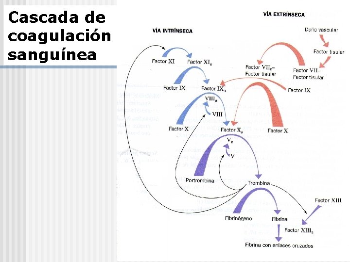 Cascada de coagulación sanguínea 