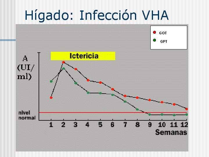 Hígado: Infección VHA GOT GPT 