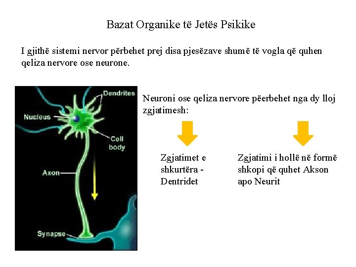 Bazat Organike të Jetës Psikike I gjithë sistemi nervor përbehet prej disa pjesëzave shumë