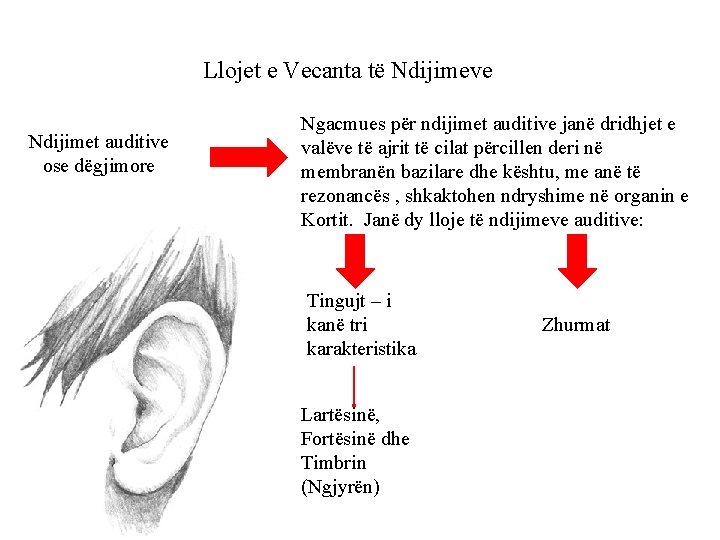 Llojet e Vecanta të Ndijimeve Ndijimet auditive ose dëgjimore Ngacmues për ndijimet auditive janë