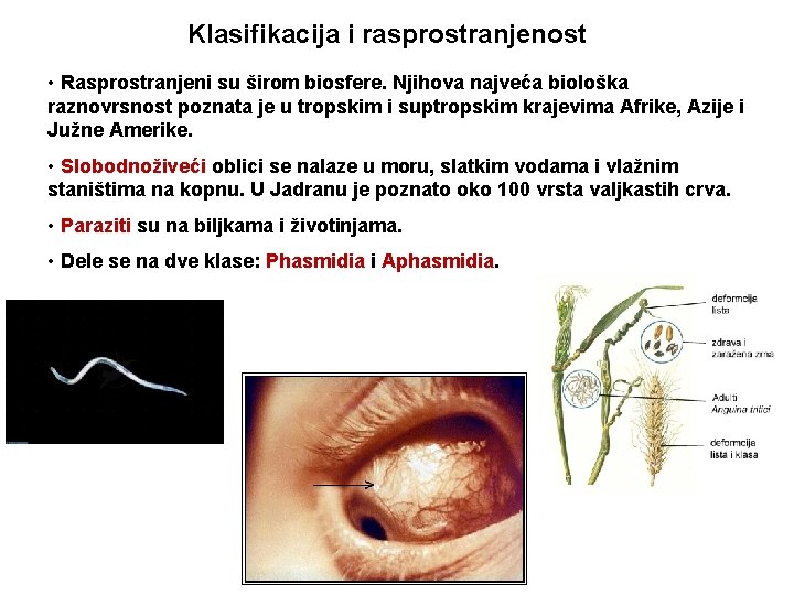 Klasifikacija i rasprostranjenost • Rasprostranjeni su širom biosfere. Njihova najveća biološka raznovrsnost poznata je