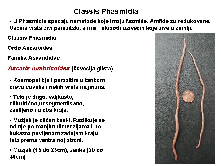 Classis Phasmidia • U Phasmidia spadaju nematode koje imaju fazmide. Amfide su redukovane. Većina