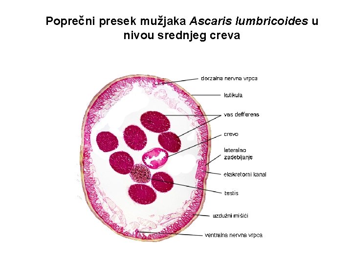 Poprečni presek mužjaka Ascaris lumbricoides u nivou srednjeg creva 