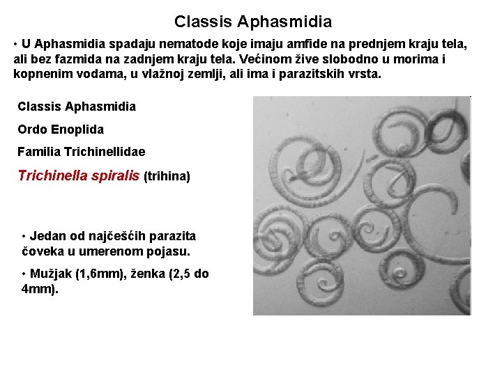 Classis Aphasmidia • U Aphasmidia spadaju nematode koje imaju amfide na prednjem kraju tela,