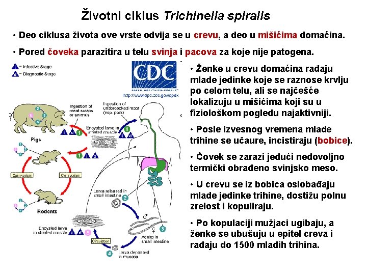 Životni ciklus Trichinella spiralis • Deo ciklusa života ove vrste odvija se u crevu,