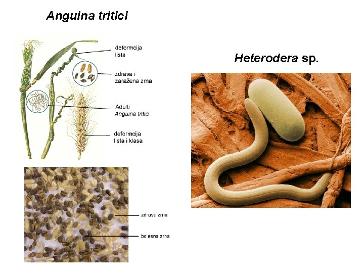 Anguina tritici Heterodera sp. 