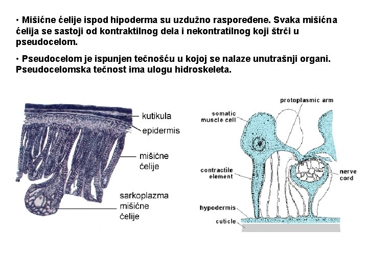  • Mišićne ćelije ispod hipoderma su uzdužno raspoređene. Svaka mišićna ćelija se sastoji