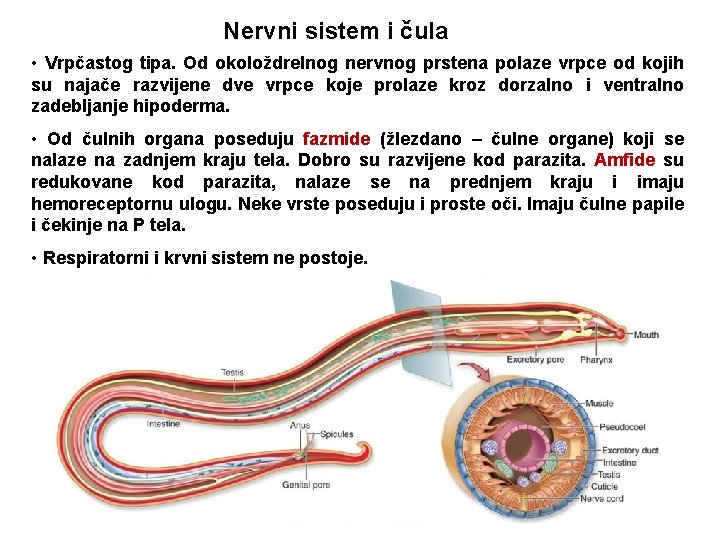 Nervni sistem i čula • Vrpčastog tipa. Od okoloždrelnog nervnog prstena polaze vrpce od