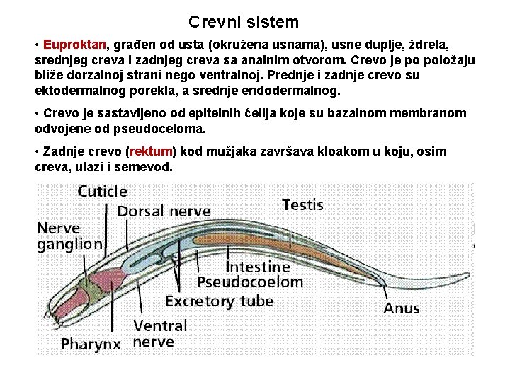 Crevni sistem • Euproktan, građen od usta (okružena usnama), usne duplje, ždrela, srednjeg creva