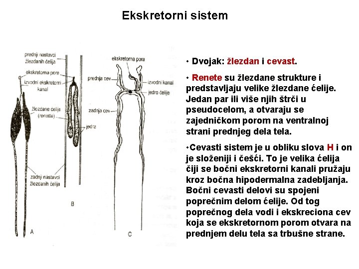 Ekskretorni sistem • Dvojak: žlezdan i cevast. • Renete su žlezdane strukture i predstavljaju