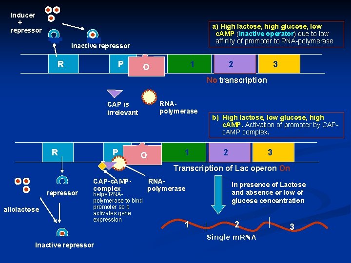 Inducer + repressor a) High lactose, high glucose, low c. AMP (inactive operator) due