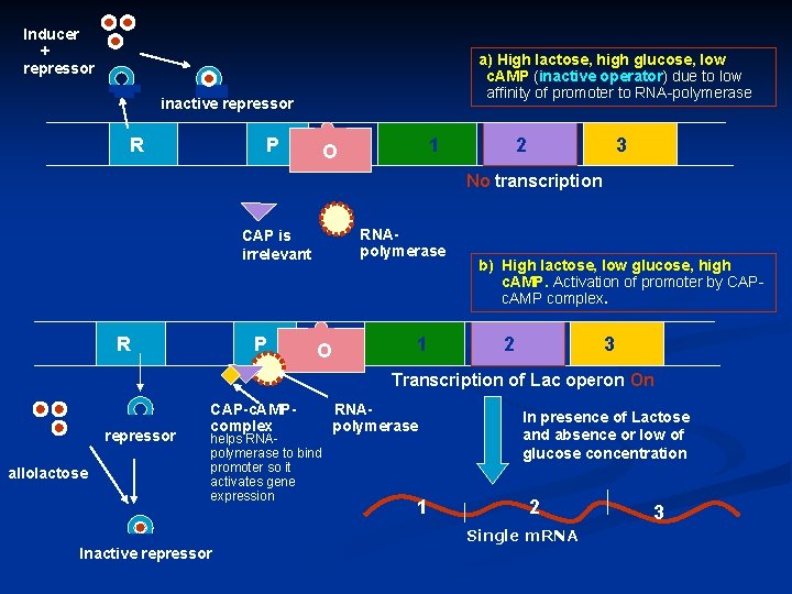 Inducer + repressor a) High lactose, high glucose, low c. AMP (inactive operator) due