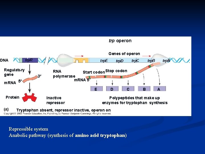 trp operon Promoter Genes of operon trp. R DNA Regulatory gene m. RNA 5¢