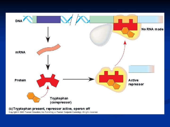 DNA No RNA made m. RNA Active repressor Protein Tryptophan (corepressor) Tryptophan present, repressor