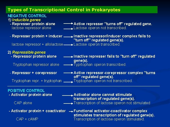 Types of Transcriptional Control in Prokaryotes NEGATIVE CONTROL 1) Inducible genes - Represser protein