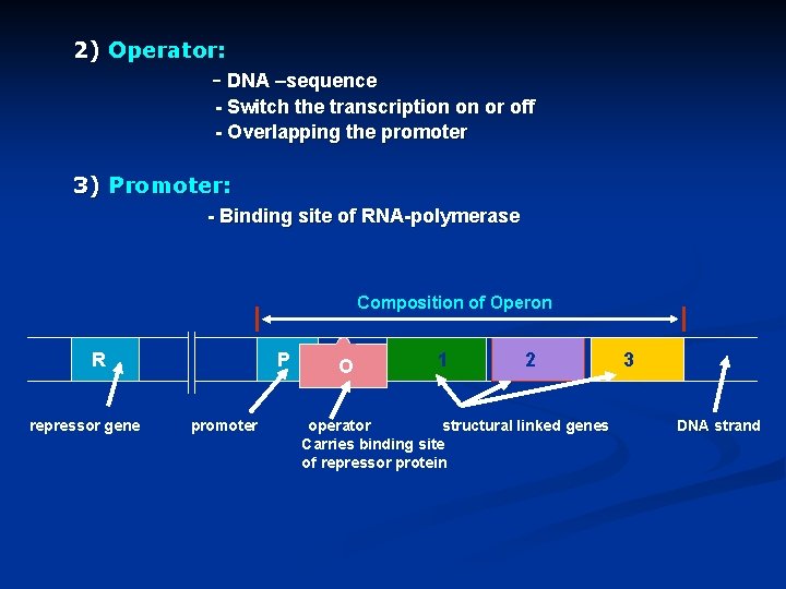 2) Operator: - DNA –sequence - Switch the transcription on or off - Overlapping