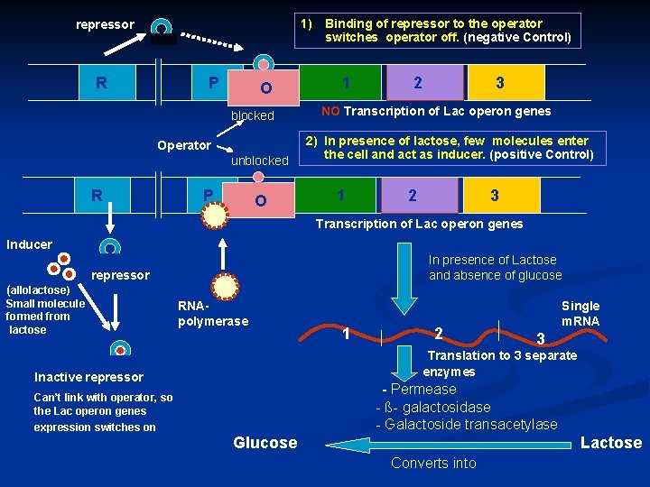 1) Binding of repressor to the operator switches operator off. (negative Control) repressor R