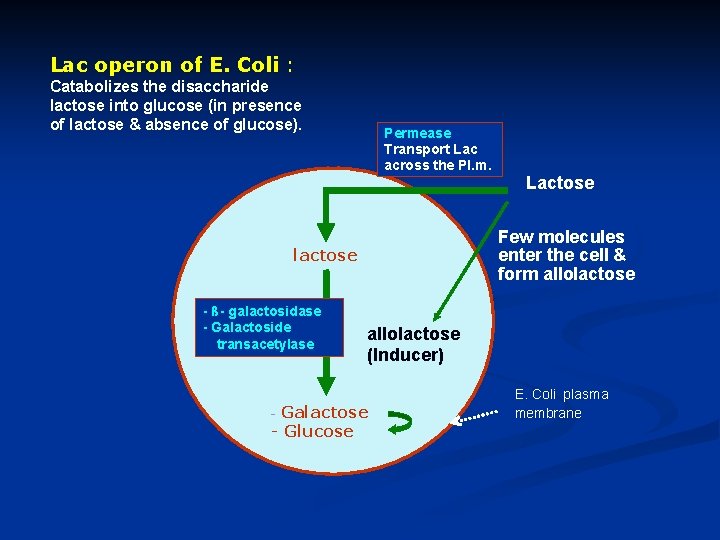 Lac operon of E. Coli : Catabolizes the disaccharide lactose into glucose (in presence