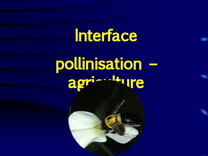 Interface pollinisation – agriculture 