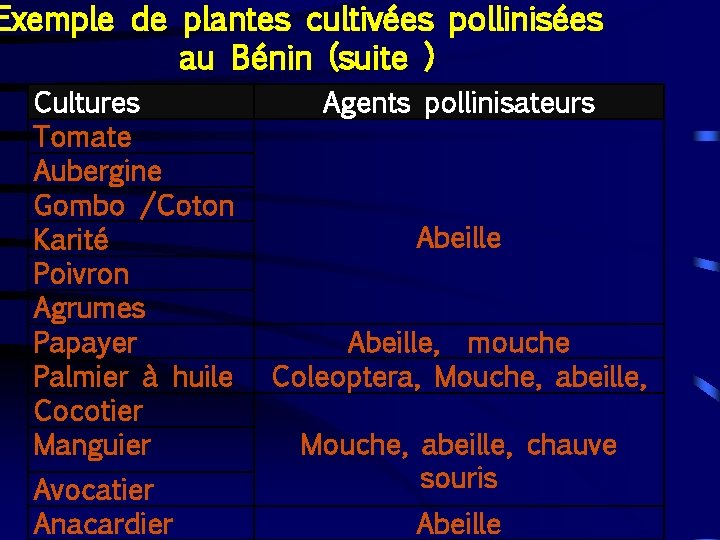 Exemple de plantes cultivées pollinisées au Bénin (suite ) Cultures Tomate Aubergine Gombo /Coton