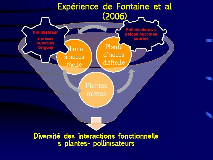 Expérience de Fontaine et al (2006) Pollinisateurs à pièces buccales courtes Pollinisateur à pièces