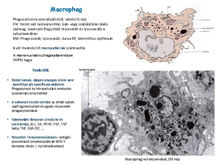 Macrophag Phagocytosisra specializálódott, vándorló sejt. FM: Kerek sejt nyúlványokkal, bab- vagy szabálytalan alakú sejtmag,