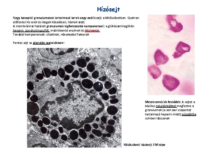 Hízósejt Nagy basophil granulumokat tartalmazó kerek vagy ovális sejt a kötőszövetben. Gyakran előfordul kis